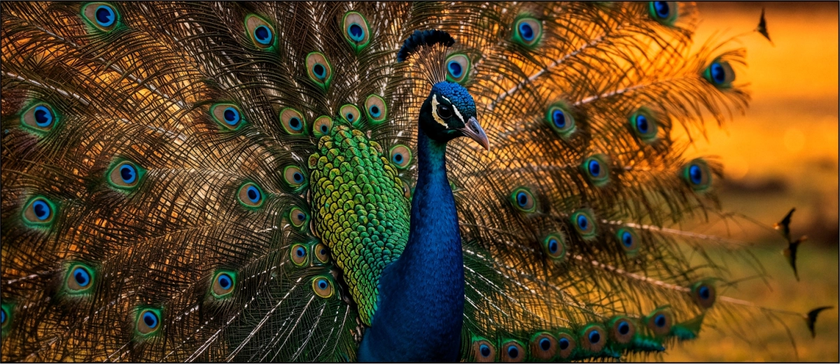 The Peacock Nation 